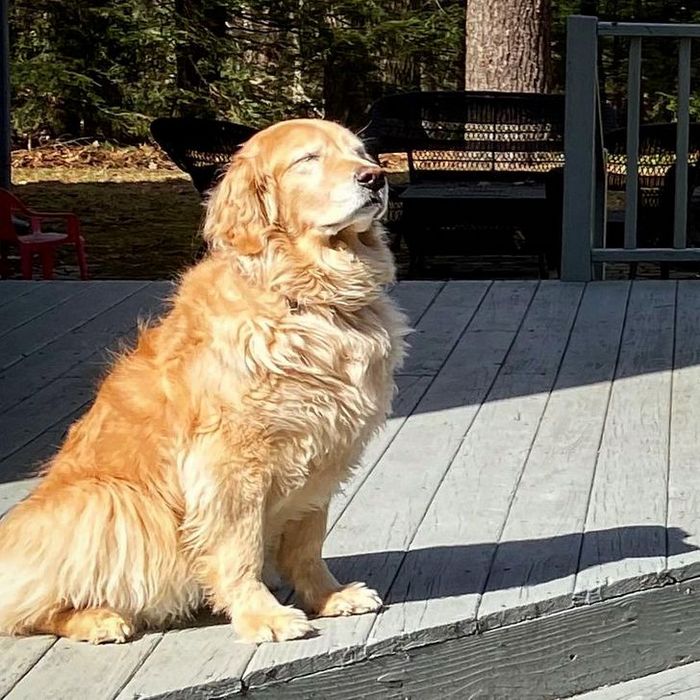 21 animais de estimação que adora um banho de sol 16