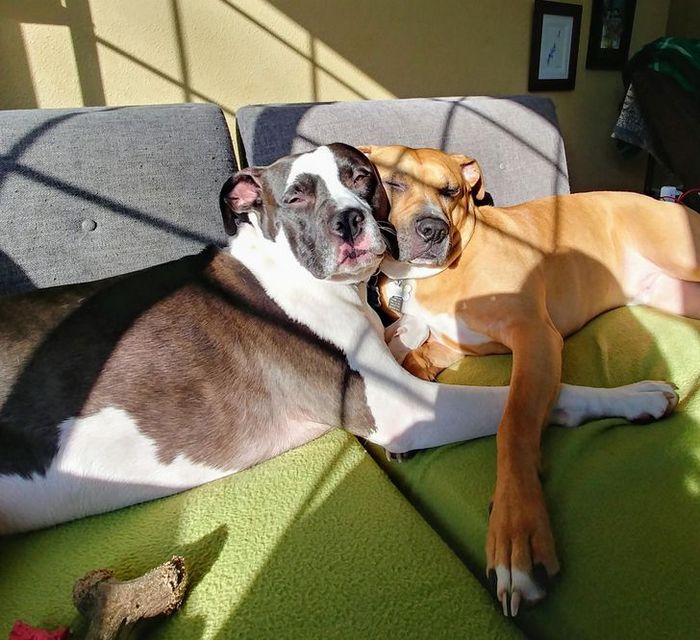 21 animais de estimação que adora um banho de sol 18