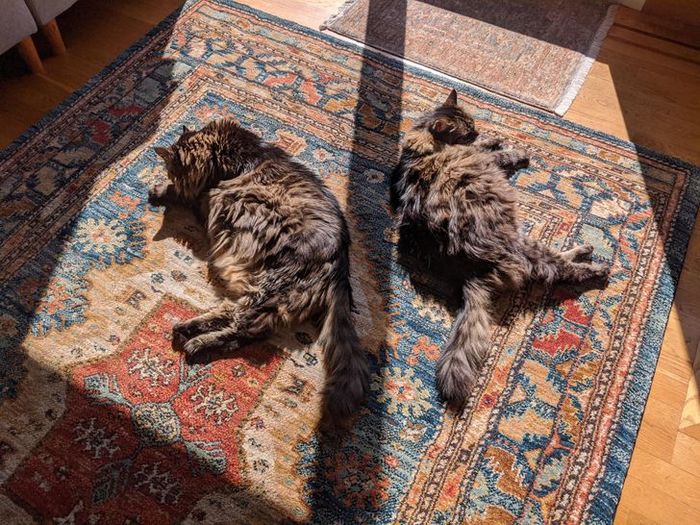 21 animais de estimação que adora um banho de sol 19