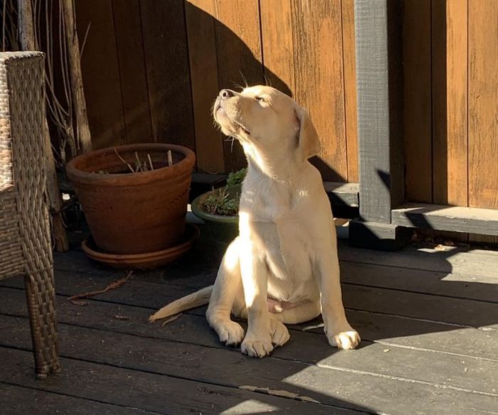 21 animais de estimação que adora um banho de sol 20