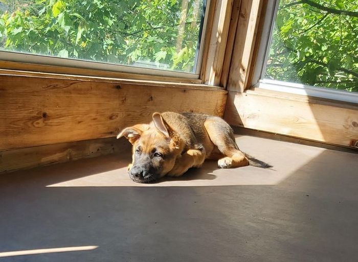 21 animais de estimação que adora um banho de sol 21