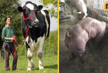 5 animais modificados que você nunca imaginou ver 2