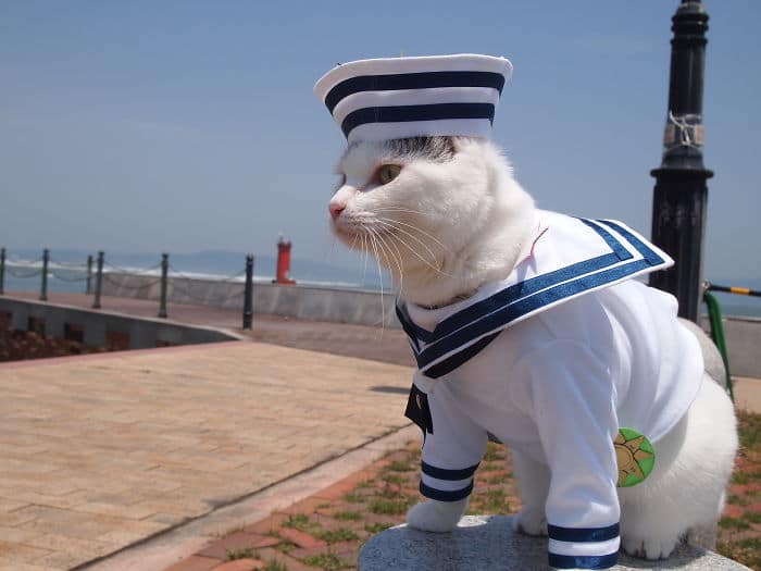 Em seu tempo livre, esse cara faz fantasias de anime para seus gatos 9