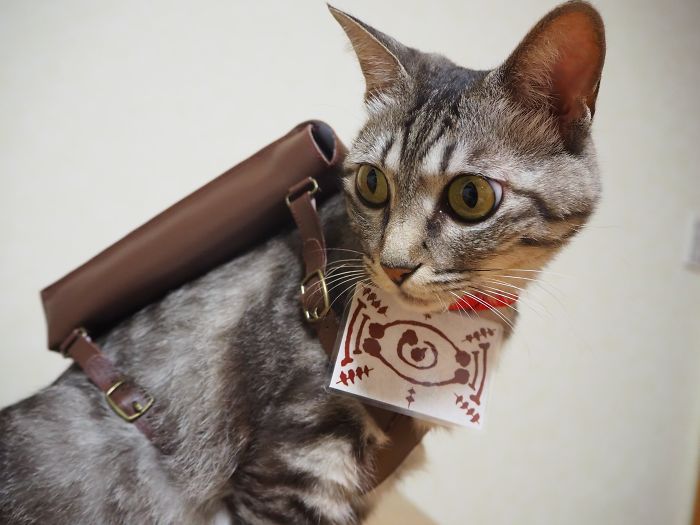 Em seu tempo livre, esse cara faz fantasias de anime para seus gatos 13