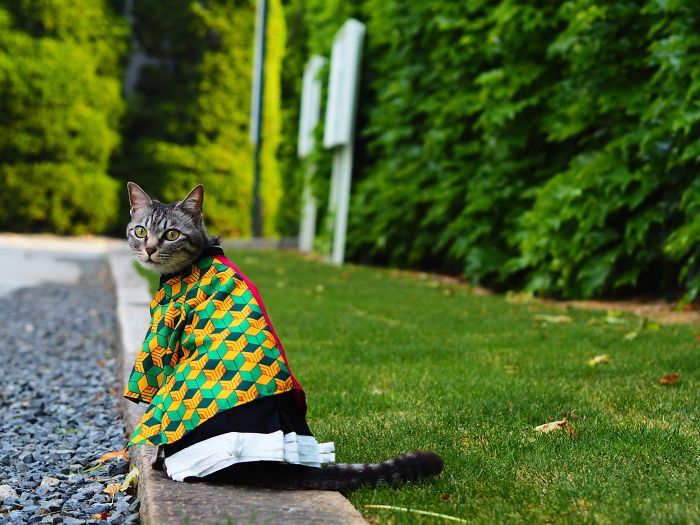 Em seu tempo livre, esse cara faz fantasias de anime para seus gatos 23