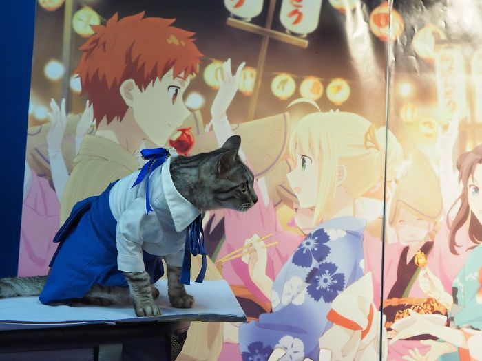 Em seu tempo livre, esse cara faz fantasias de anime para seus gatos 26