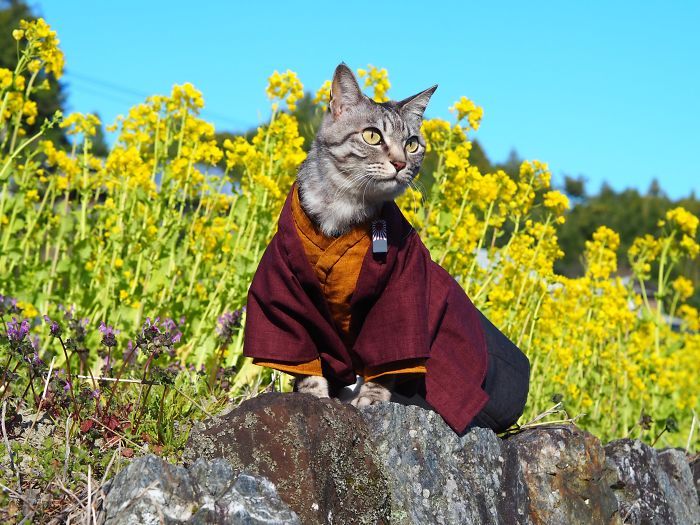 Em seu tempo livre, esse cara faz fantasias de anime para seus gatos 28