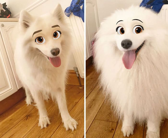 Este novo filtro Snapchat faz seu cachorro parecer um personagem da Disney (30 fotos) 1