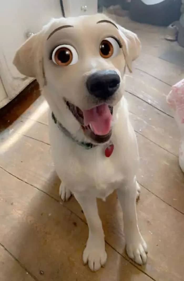 Este novo filtro Snapchat faz seu cachorro parecer um personagem da Disney (30 fotos) 2