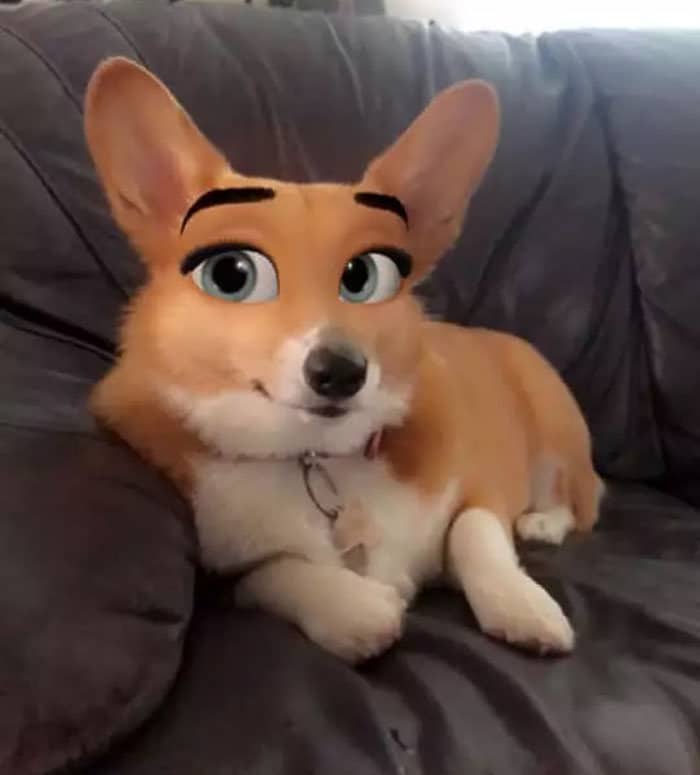 Este novo filtro Snapchat faz seu cachorro parecer um personagem da Disney (30 fotos) 4