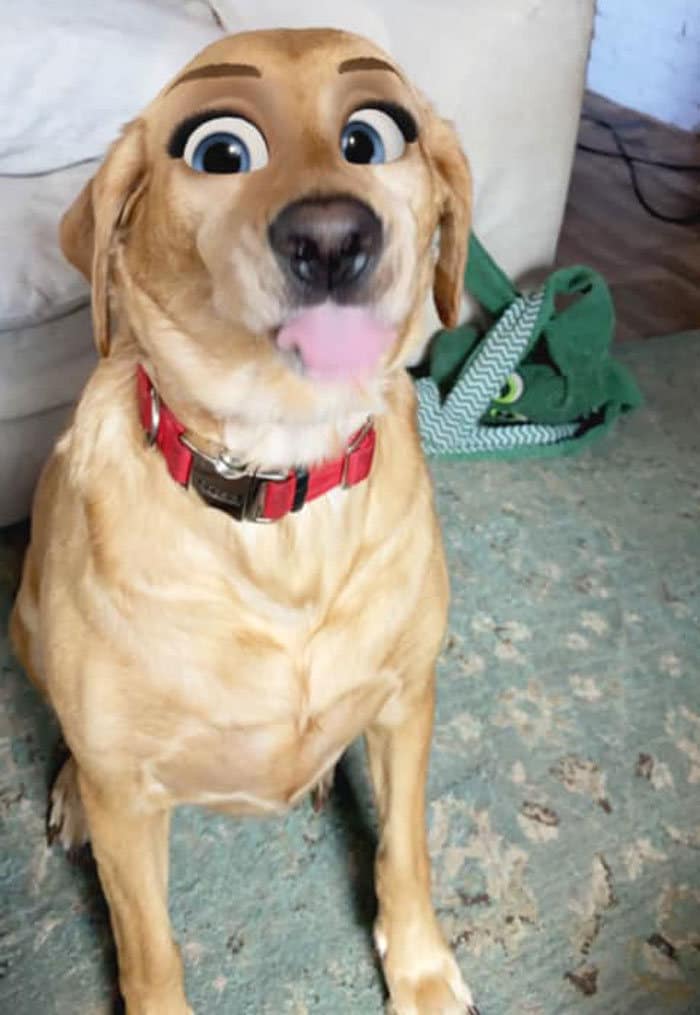 Este novo filtro Snapchat faz seu cachorro parecer um personagem da Disney (30 fotos) 6