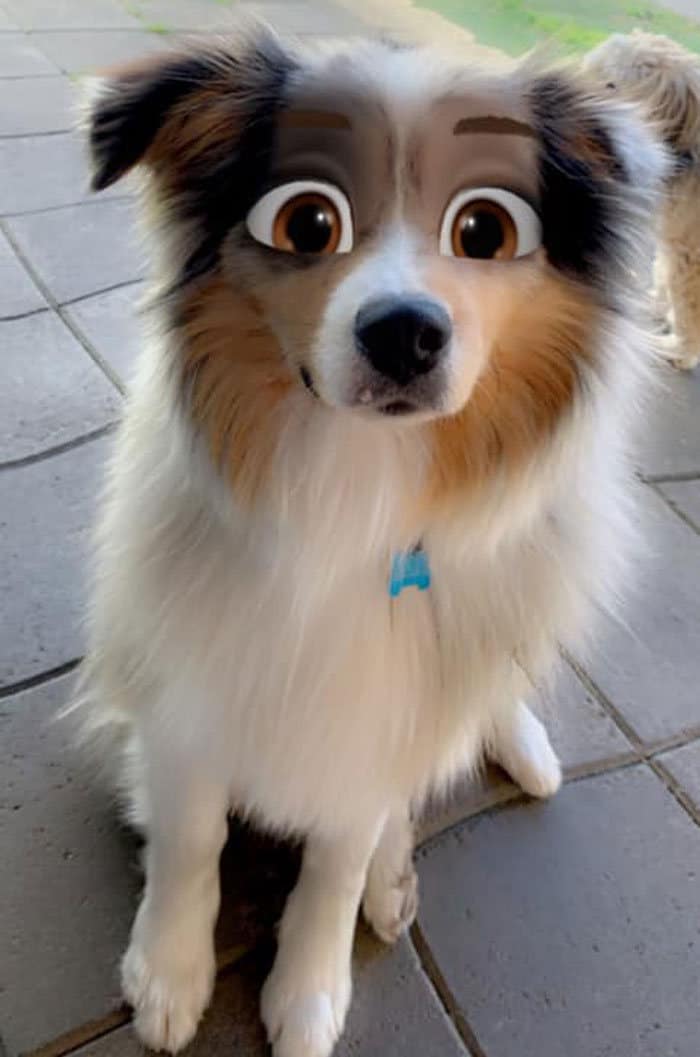 Este novo filtro Snapchat faz seu cachorro parecer um personagem da Disney (30 fotos) 7