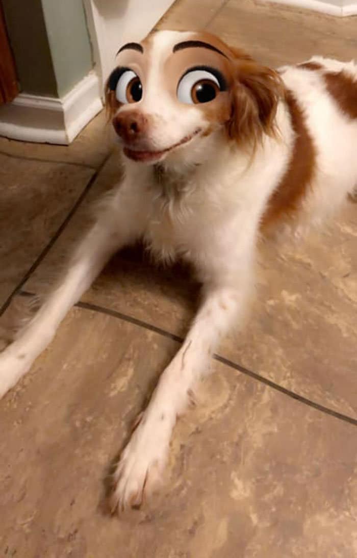 Este novo filtro Snapchat faz seu cachorro parecer um personagem da Disney (30 fotos) 8