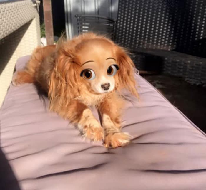 Este novo filtro Snapchat faz seu cachorro parecer um personagem da Disney (30 fotos) 9