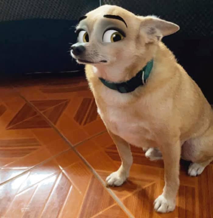 Este novo filtro Snapchat faz seu cachorro parecer um personagem da Disney (30 fotos) 10