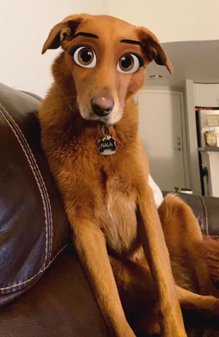 Este novo filtro Snapchat faz seu cachorro parecer um personagem da Disney (30 fotos) 14