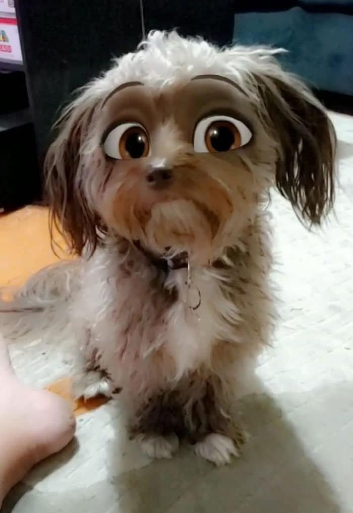 Este novo filtro Snapchat faz seu cachorro parecer um personagem da Disney (30 fotos) 15