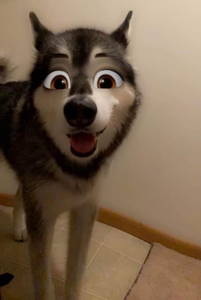 Este novo filtro Snapchat faz seu cachorro parecer um personagem da Disney (30 fotos) 17