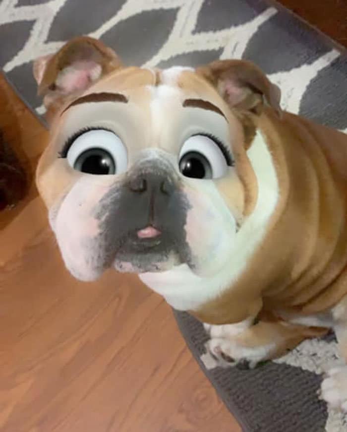 Este novo filtro Snapchat faz seu cachorro parecer um personagem da Disney (30 fotos) 18