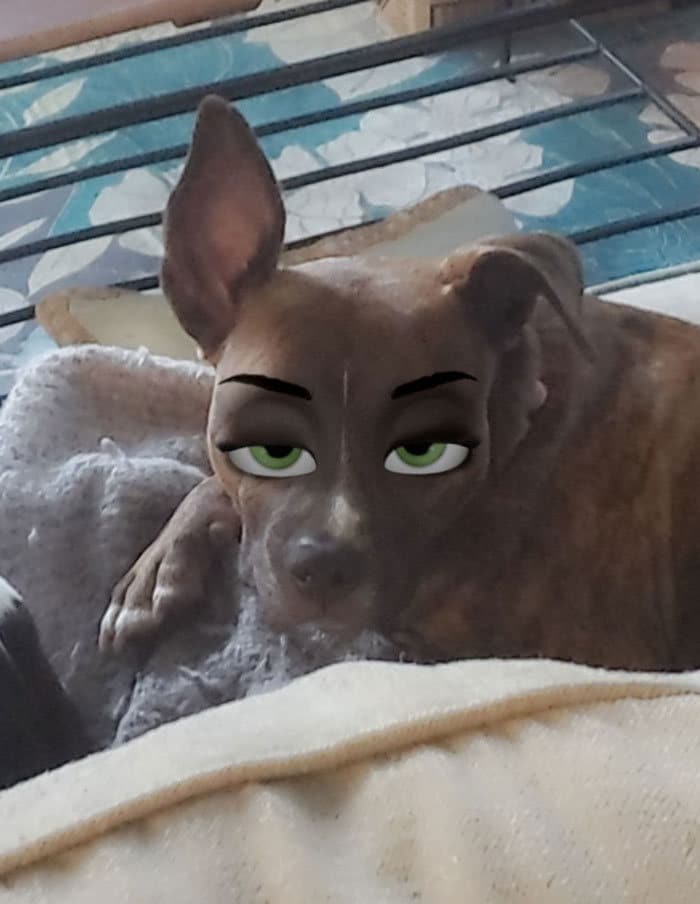 Este novo filtro Snapchat faz seu cachorro parecer um personagem da Disney (30 fotos) 21