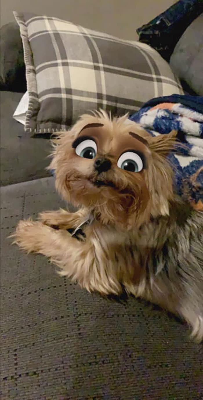 Este novo filtro Snapchat faz seu cachorro parecer um personagem da Disney (30 fotos) 23