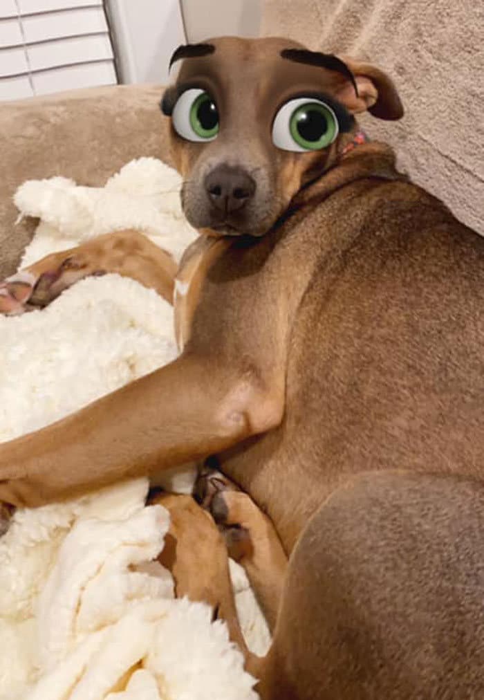 Este novo filtro Snapchat faz seu cachorro parecer um personagem da Disney (30 fotos) 25