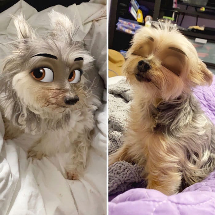 Este novo filtro Snapchat faz seu cachorro parecer um personagem da Disney (30 fotos) 27