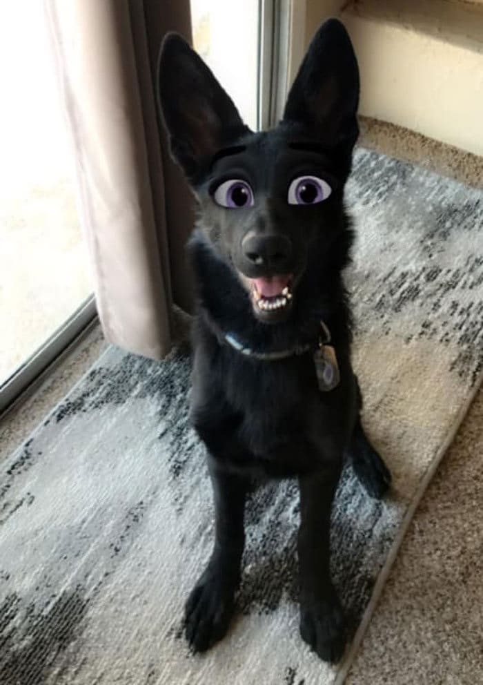 Este novo filtro Snapchat faz seu cachorro parecer um personagem da Disney (30 fotos) 28