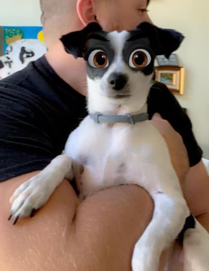Este novo filtro Snapchat faz seu cachorro parecer um personagem da Disney (30 fotos) 29