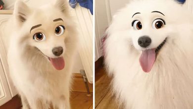 Este novo filtro Snapchat faz seu cachorro parecer um personagem da Disney (30 fotos) 22