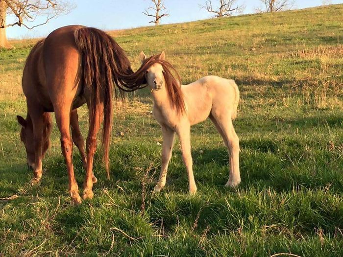 37 fotos de animais engraçados que vão deixar você com um grande sorriso 6