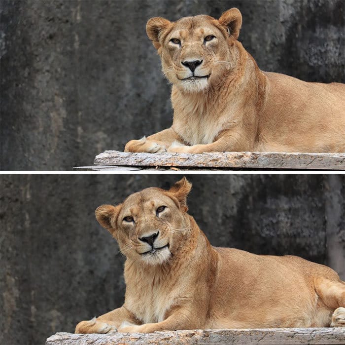 37 fotos de animais engraçados que vão deixar você com um grande sorriso 26