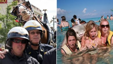 37 fotos de animais engraçados que vão deixar você com um grande sorriso 9