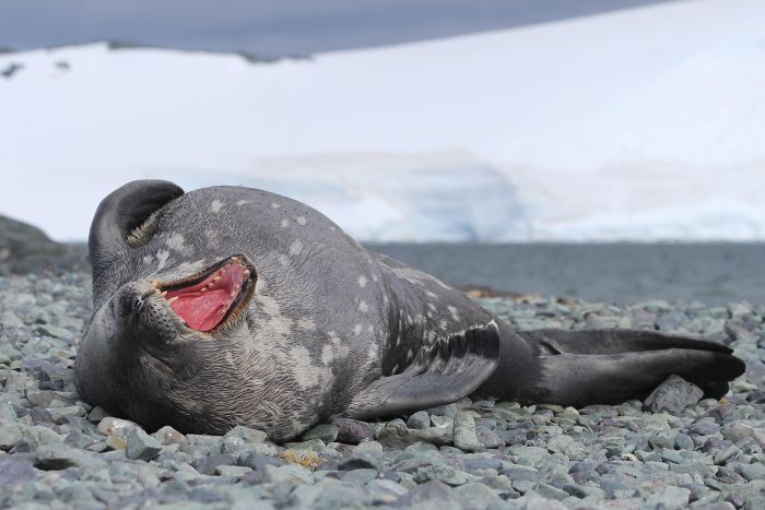 30 fotos divertidas de focas que não conseguem conter o riso 5