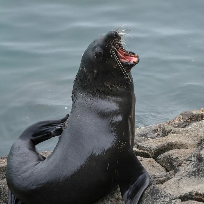 30 fotos divertidas de focas que não conseguem conter o riso 8