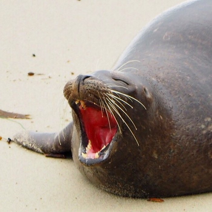 30 fotos divertidas de focas que não conseguem conter o riso 10