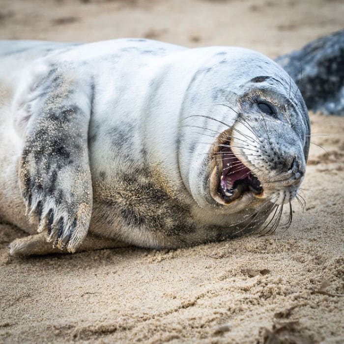 30 fotos divertidas de focas que não conseguem conter o riso 11