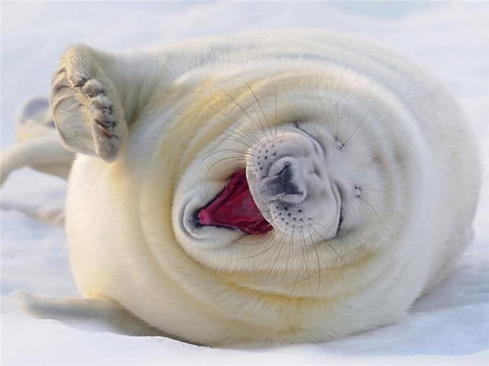 30 fotos divertidas de focas que não conseguem conter o riso 25