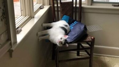 36 gatos desafiando as leis da física 17