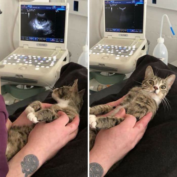 28 gatos dramáticos que merecem um Oscar 5