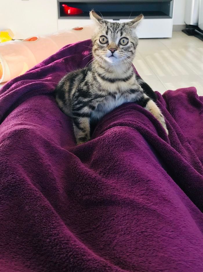 28 gatos dramáticos que merecem um Oscar 10