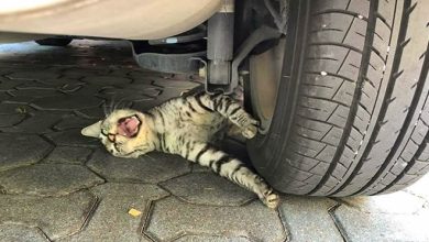 28 gatos dramáticos que merecem um Oscar 10