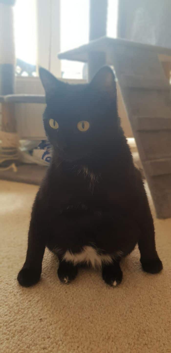 30 gatos que decidiram fingir ser pinguins 4