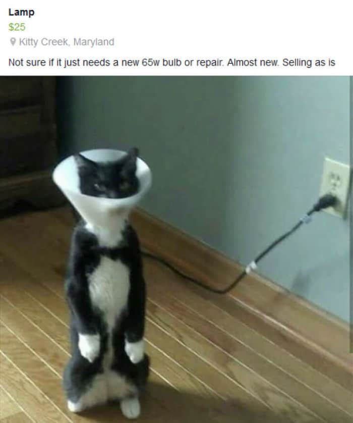 30 gatos que decidiram fingir ser pinguins 15