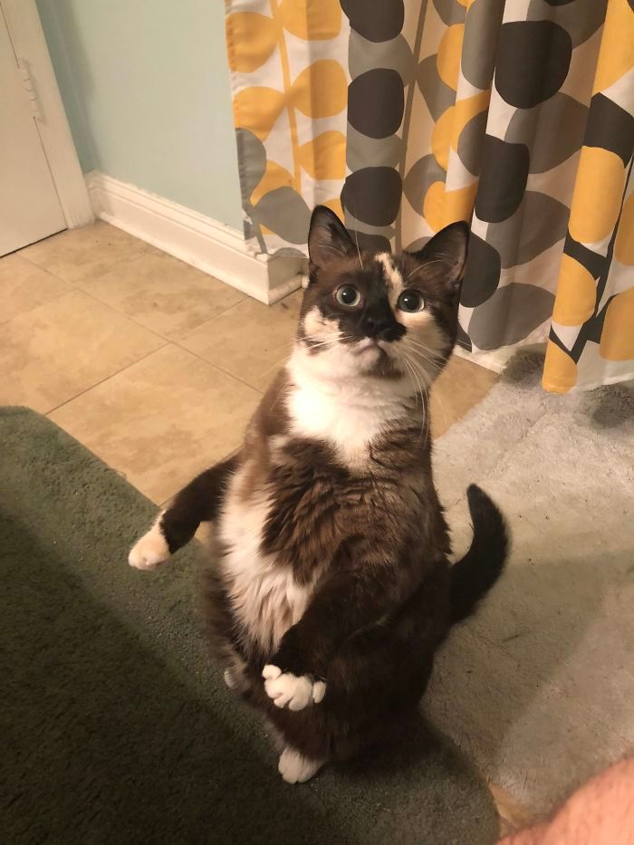 30 gatos que decidiram fingir ser pinguins 16