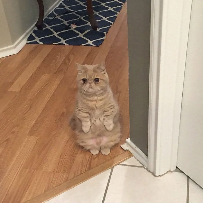 30 gatos que decidiram fingir ser pinguins 26