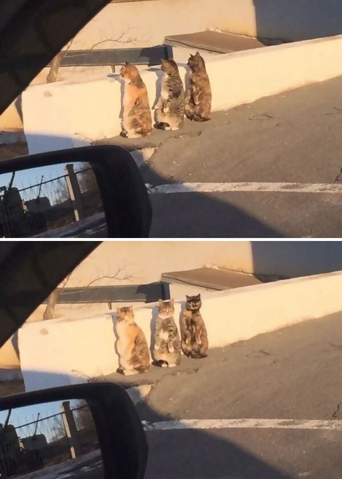 30 gatos que decidiram fingir ser pinguins 29