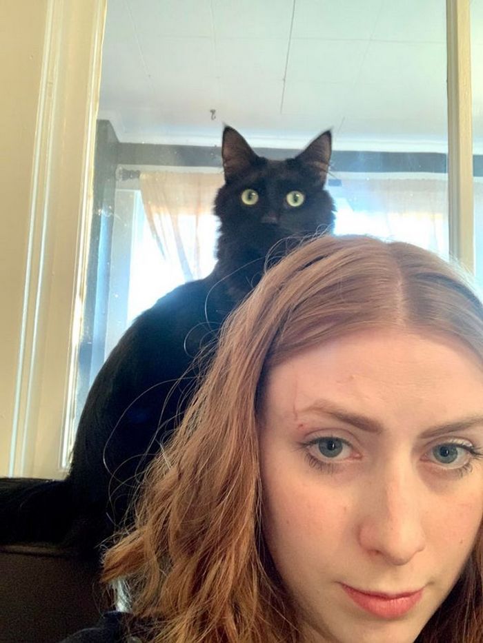 16 gatos que só querem ficar perfeitamente sozinho 3 16 gatos que só querem ficar perfeitamente sozinho 3