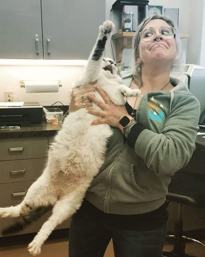 16 gatos que só querem ficar perfeitamente sozinho 6 16 gatos que só querem ficar perfeitamente sozinho 6