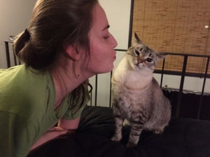 16 gatos que só querem ficar perfeitamente sozinho 12 16 gatos que só querem ficar perfeitamente sozinho 12